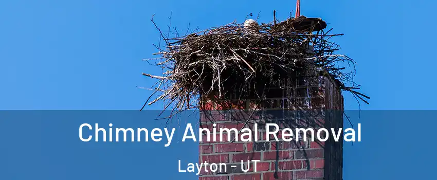  Chimney Animal Removal Layton - UT