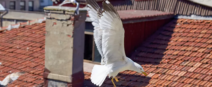 Residential Chimney Animal Removal Solution in Layton, UT