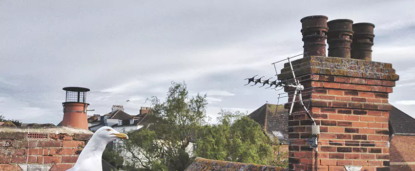 Chimney Cleaning And Restoration in Layton, Utah